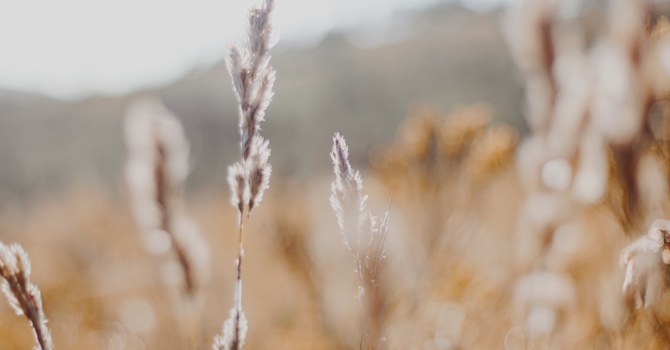 Naturopathic Medicine